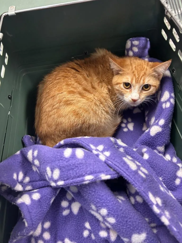 Fiona  Maeve thumbnail 2