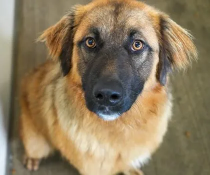 Maverick thumbnail 3