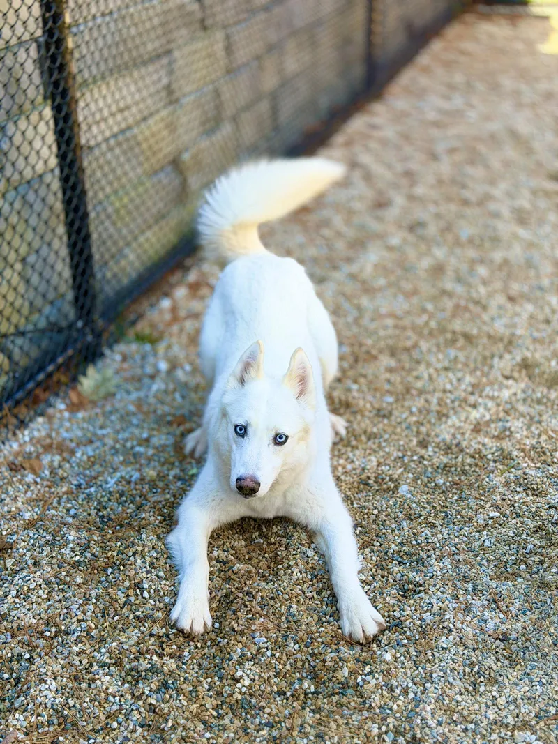 An adult medium-sized female Husky dog named Luna for adoption in West Cornwall, CT