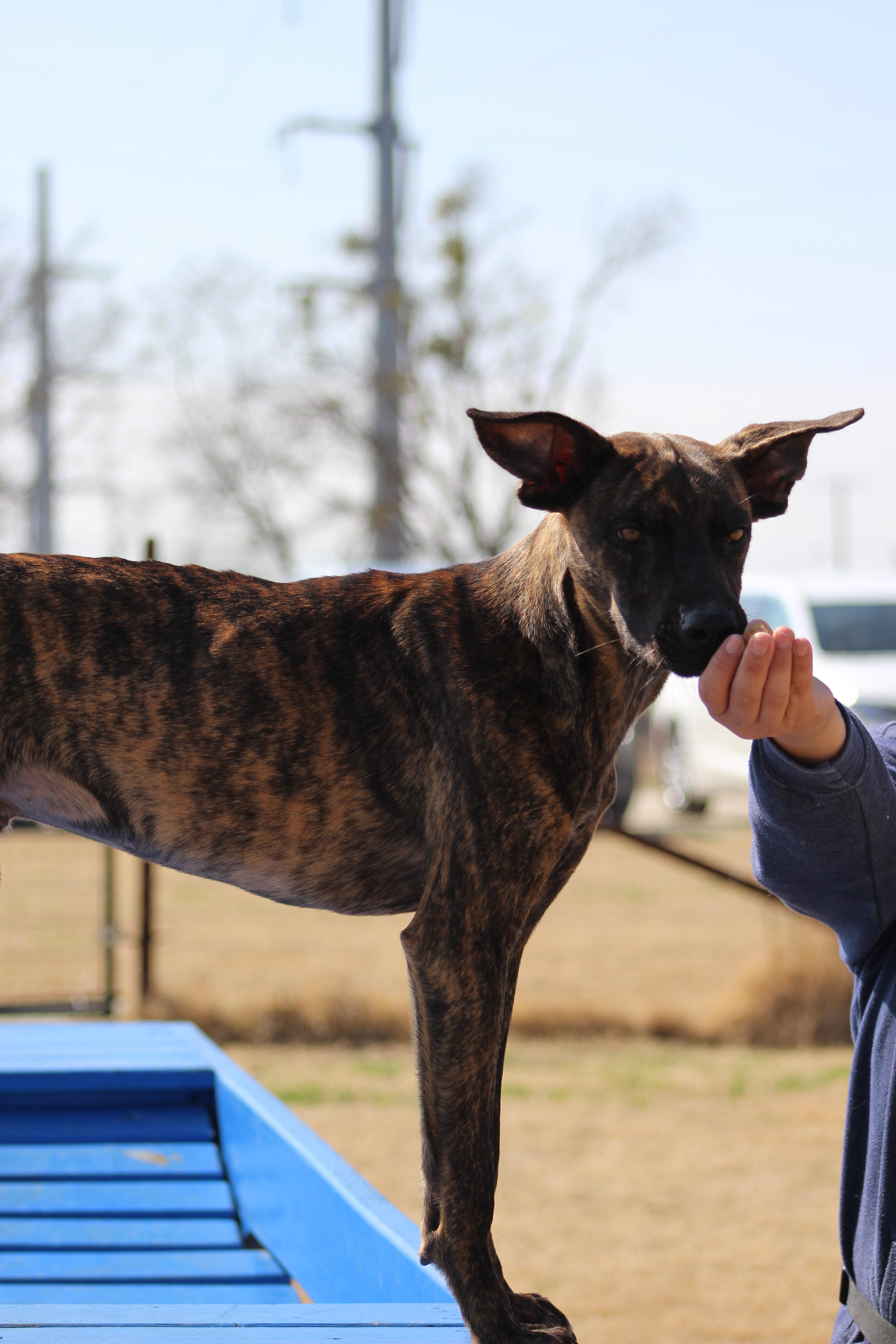 A young medium-sized male Brindle Mixed Breed dog named Clarence for adoption in Temple, TX