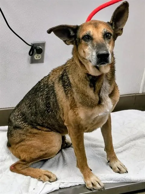 An adult large-sized female German Shepherd Dog dog named Sable for adoption in Tucson, AZ