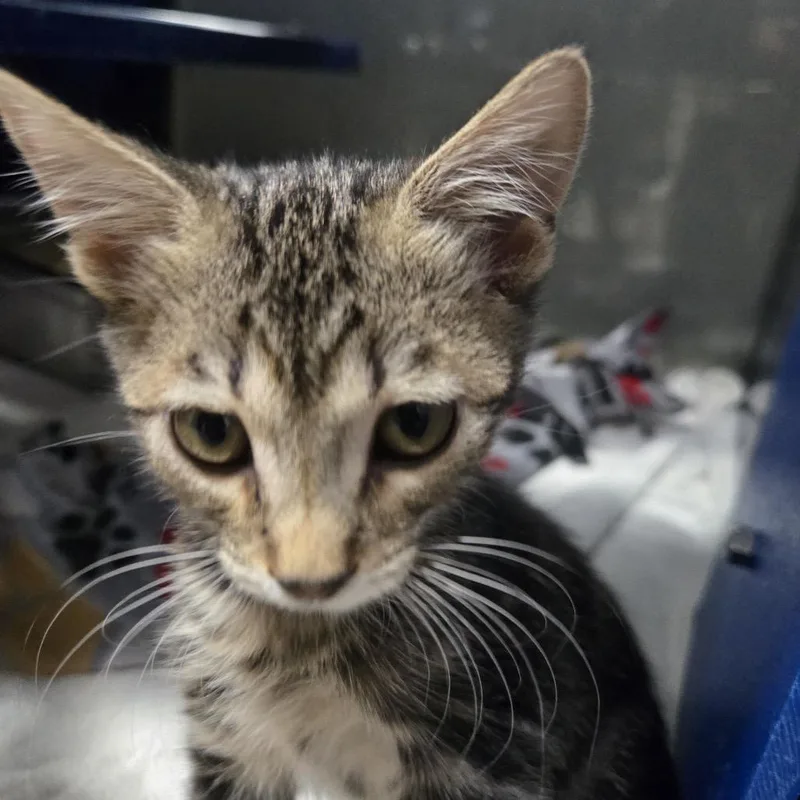 A baby small-sized female Brown / Chocolate Domestic Short Hair cat named Jelly for adoption in Los Angeles, CA