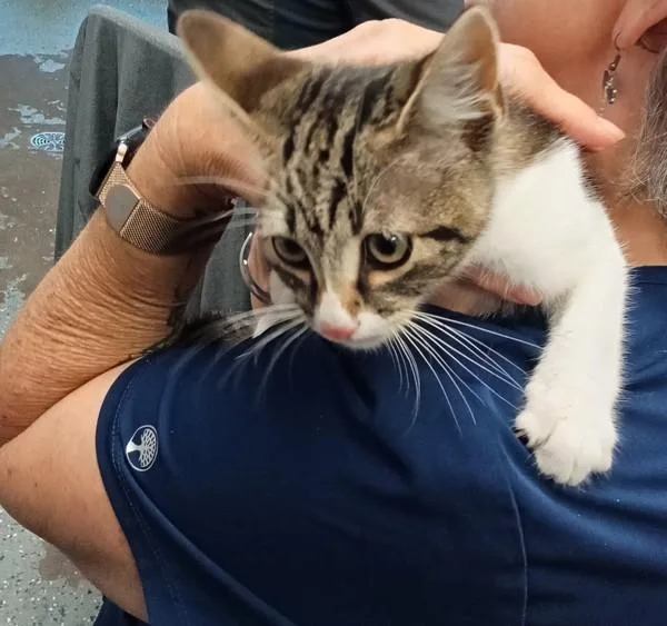 A young small-sized male Domestic Short Hair cat named Chef for adoption in Mobile, AL