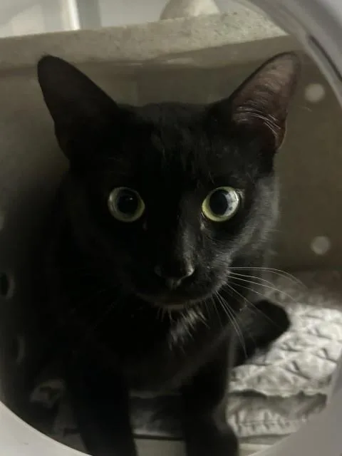 A young medium-sized female Domestic Short Hair cat named Dama for adoption in San Bernardino, CA