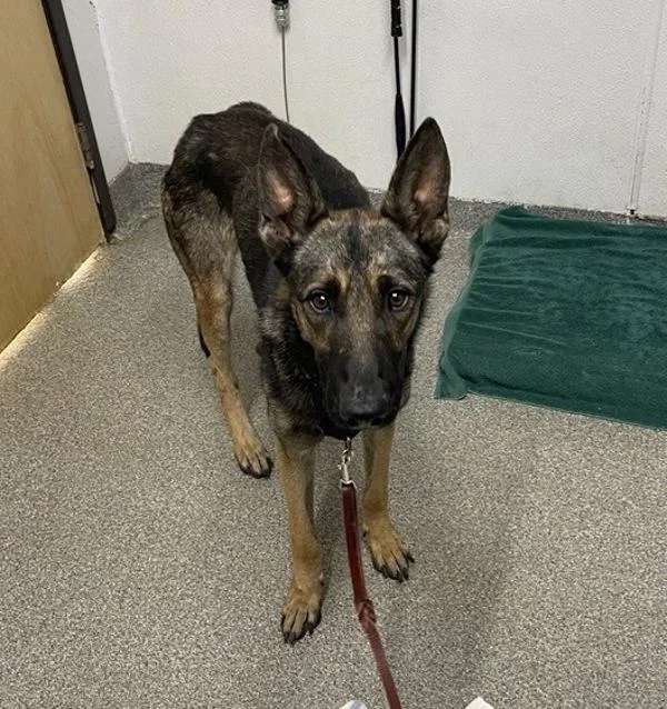 A young large-sized male Belgian Shepherd / Sheepdog dog named Peter for adoption in Escondido, CA
