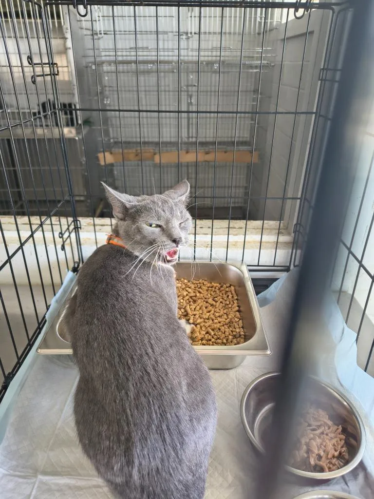 A young small-sized female Domestic Short Hair cat named Thelma for adoption in Brownwood, TX