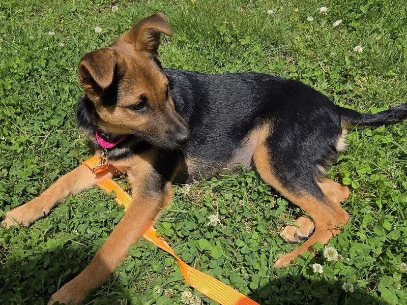 A baby medium-sized female Mixed Breed dog named Juniper for adoption in Holbrook, NY