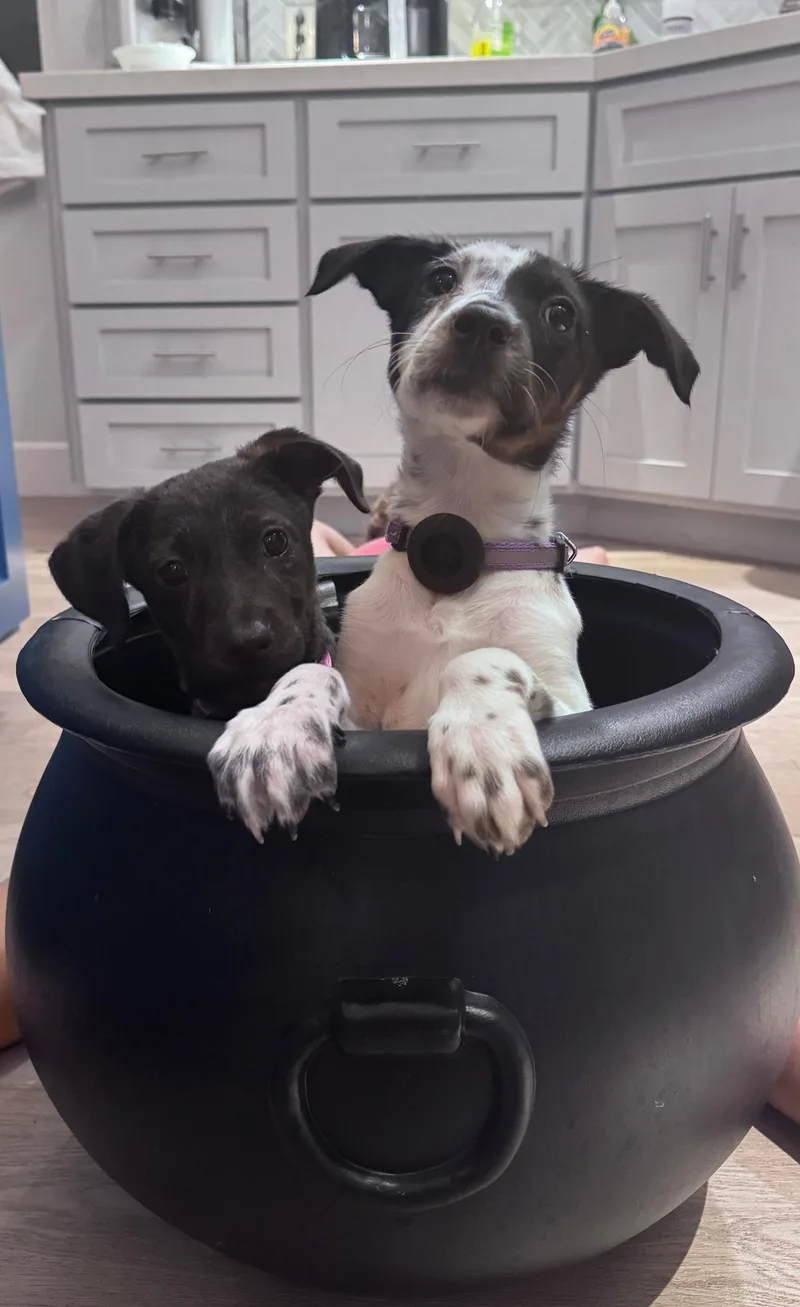 A baby medium-sized female Australian Cattle Dog / Blue Heeler named Kiwi for adoption in San Diego, CA