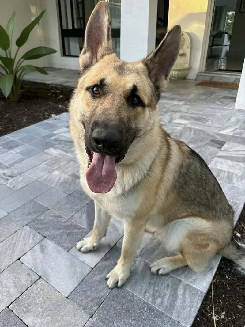 A young large-sized male German Shepherd Dog dog named Pluto for adoption in Pompano Beach, FL