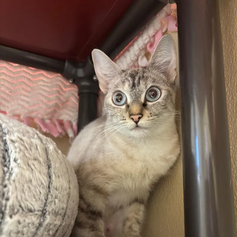 An adult medium-sized female Domestic Short Hair cat named Polyester for adoption in Santa Barbara, CA