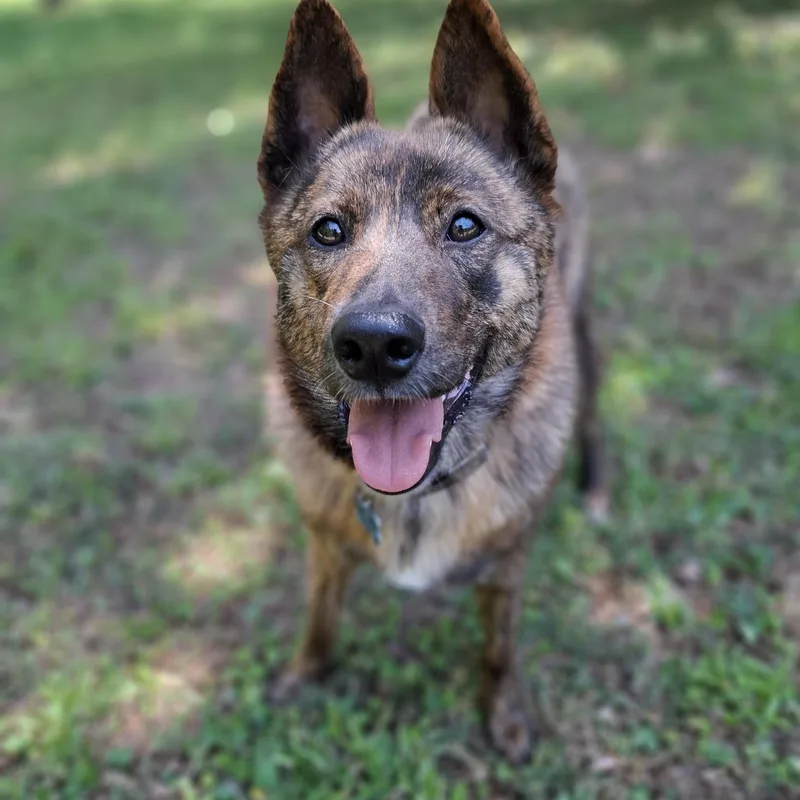 A young medium-sized male Brindle Jindo dog named Choco for adoption in Stone Mountain, GA
