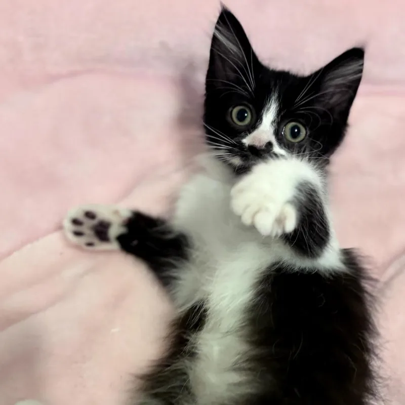 Nacho thumbnail 5