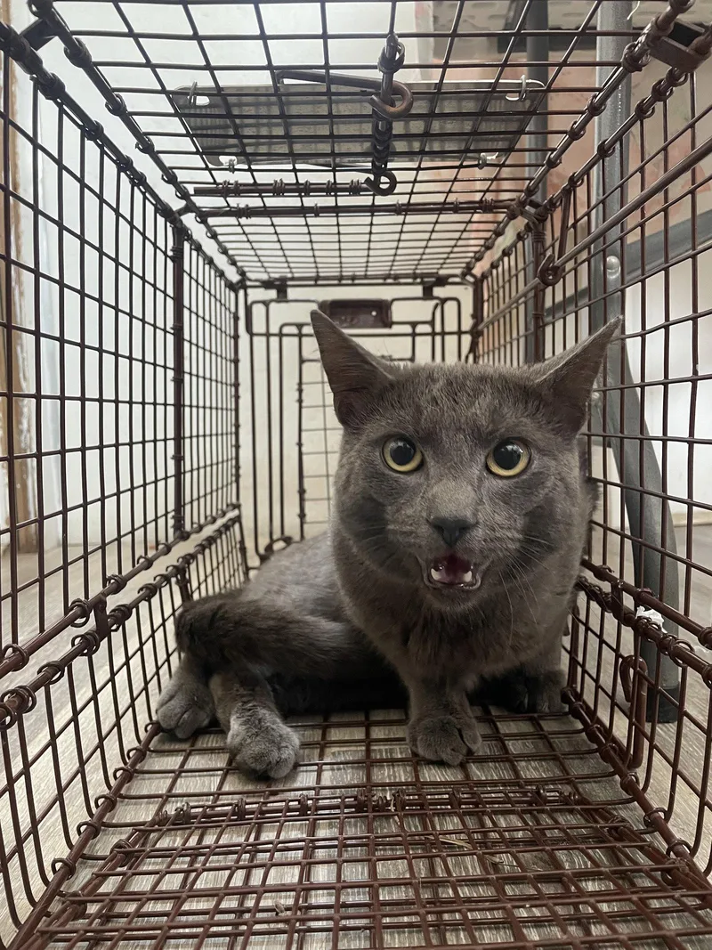 An adult medium-sized male Gray / Blue / Silver Domestic Short Hair cat named Nigel for adoption in Trenton, NJ
