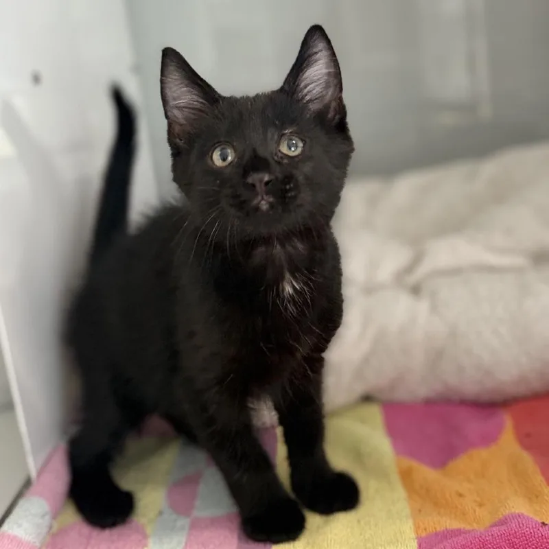 A baby small-sized male Black Domestic Short Hair cat named Frisky for adoption in Pasadena , MD