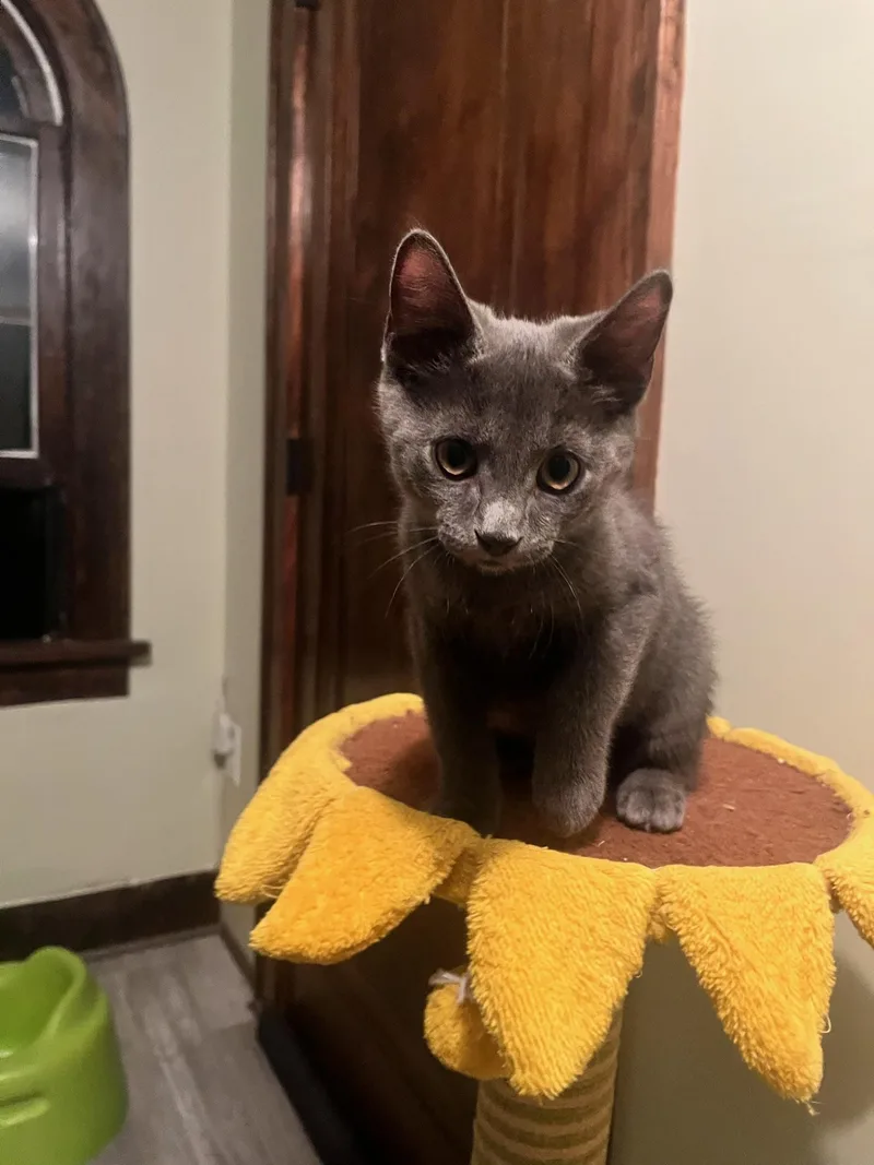 A baby small-sized male Gray / Blue / Silver Domestic Short Hair cat named Tea for adoption in Hartville, OH