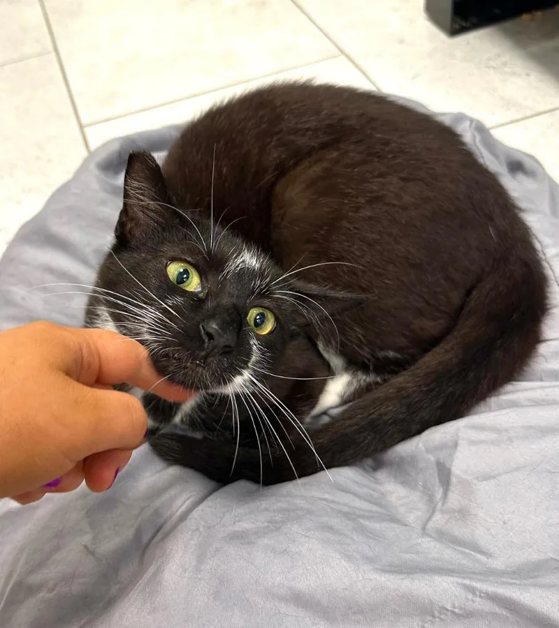 A young small-sized male Domestic Short Hair cat named Dan for adoption in New Orleans, LA