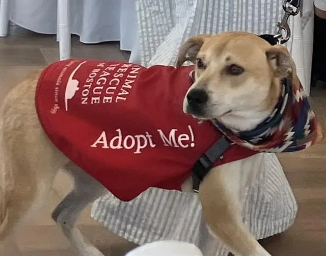 A young medium-sized male Carolina Dog dog named Milo for adoption in Brewster, MA