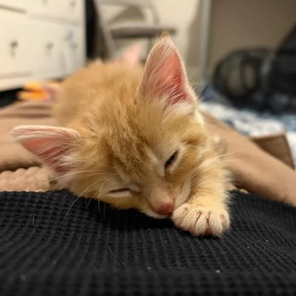 A baby small-sized female Domestic Short Hair cat named Honey for adoption in Oakland, CA