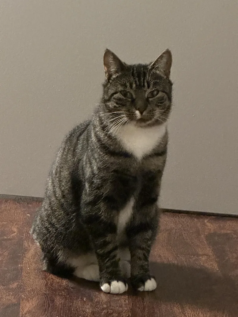 Shirley Temple thumbnail 2