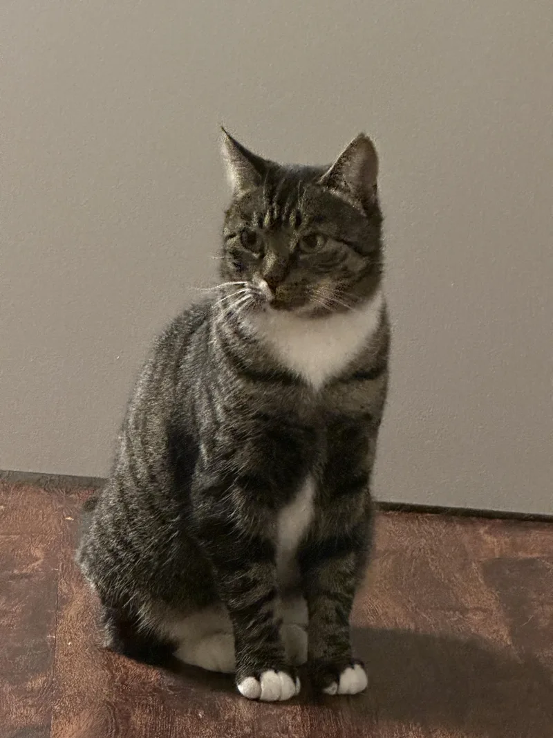 Shirley Temple thumbnail 3