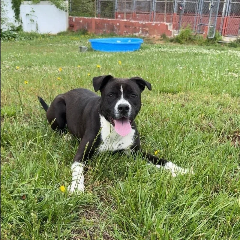A young medium-sized female American Staffordshire Terrier dog named Dara for adoption in Lancaster, SC