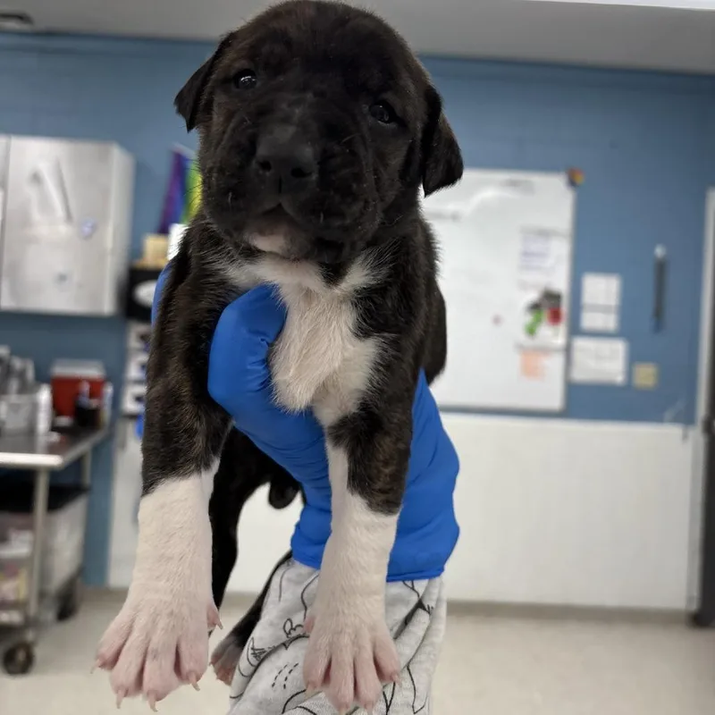 A baby small-sized female Mixed Breed dog named Nayomi for adoption in Indianapolis, IN