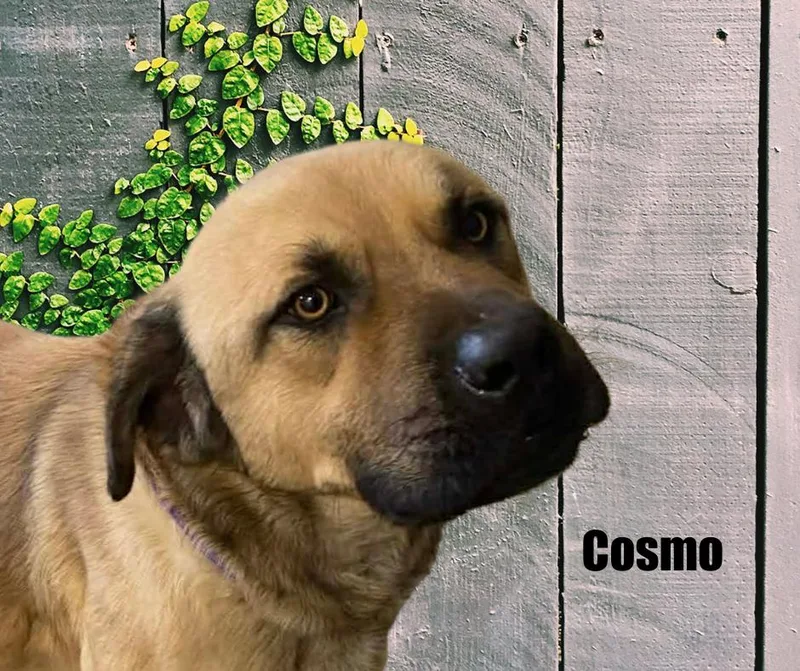 Cosmo