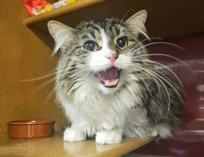 An adult small-sized male Domestic Short Hair cat named Gizmo for adoption in Phoenix, AZ