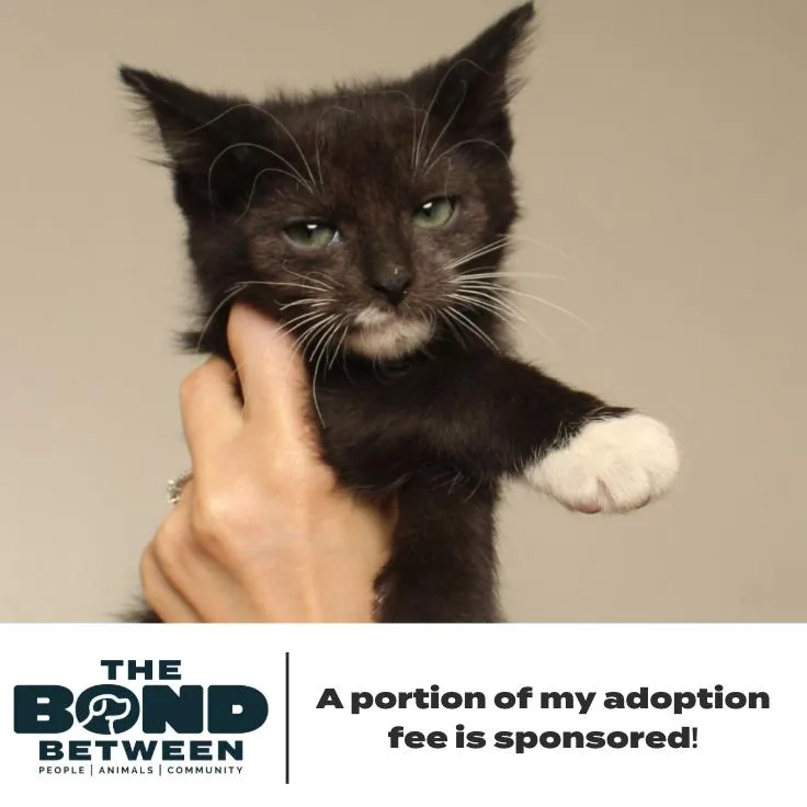 Jovi C