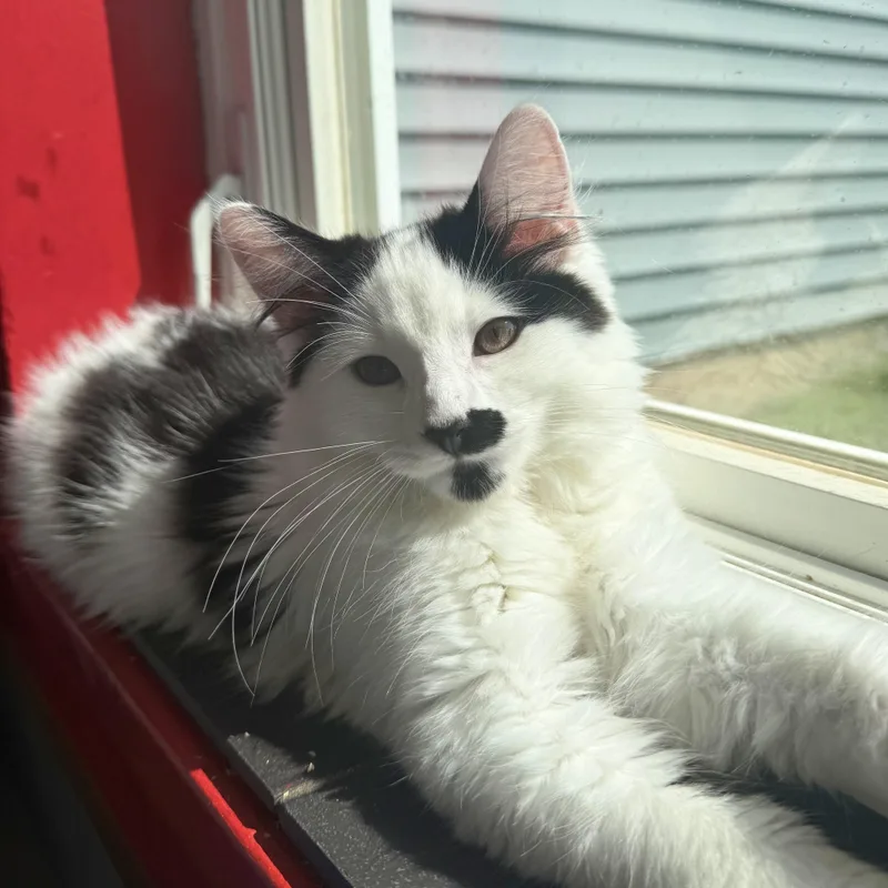 A baby small-sized male Black & White / Tuxedo Domestic Short Hair cat named Andor for adoption in North Haven, CT