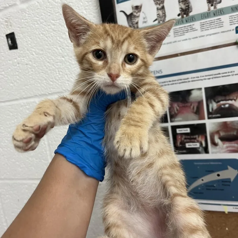 A baby small-sized male Orange / Red Domestic Short Hair cat named Monty for adoption in Edinburg, TX