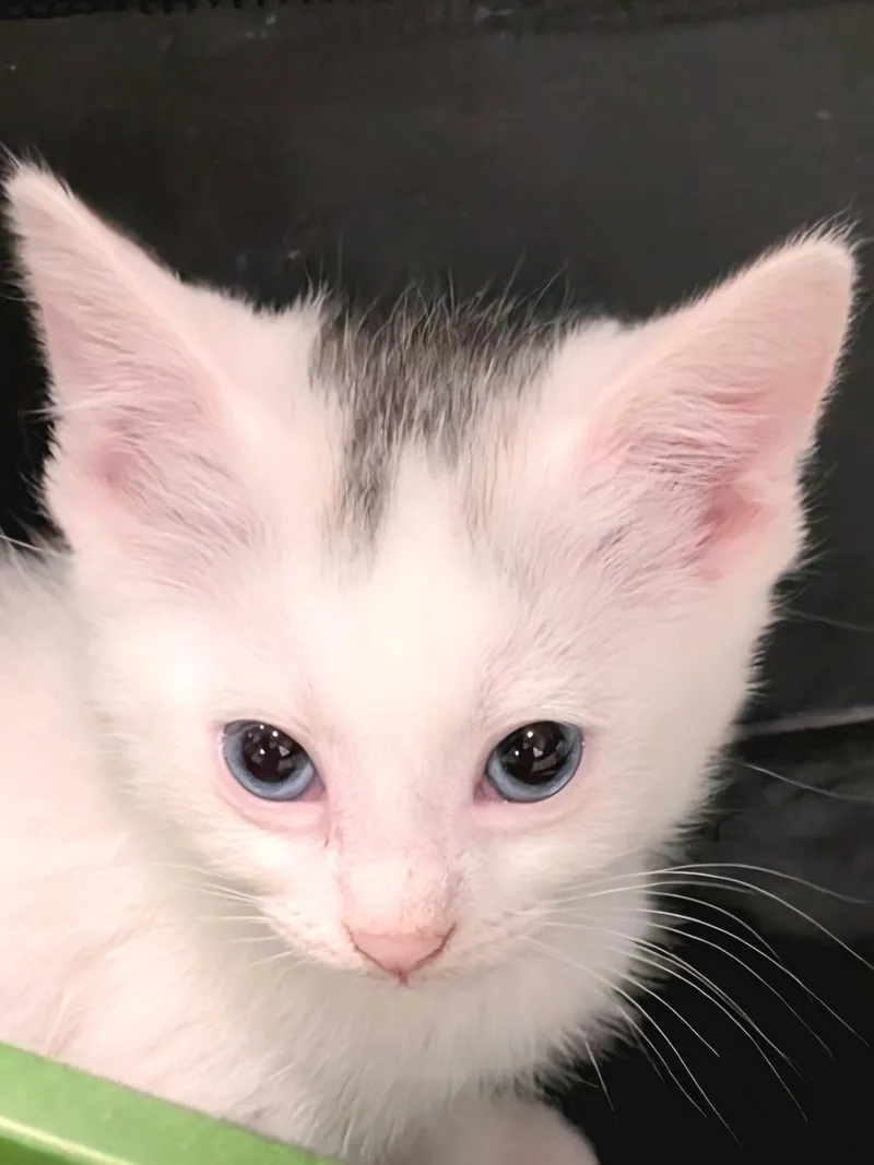 A baby medium-sized female White Domestic Short Hair cat named Flower for adoption in Campbell, CA