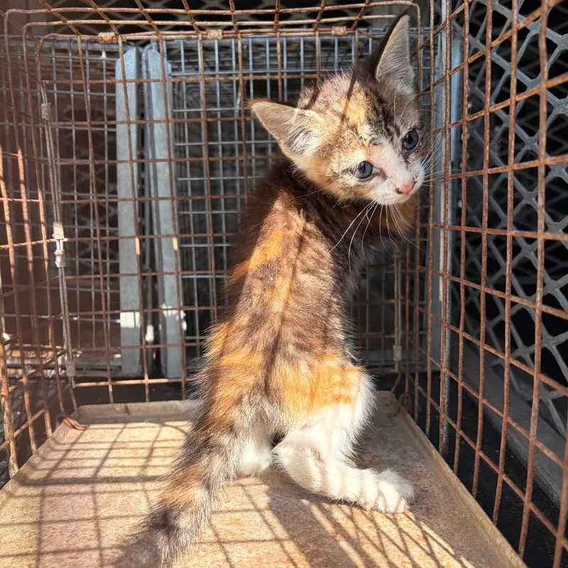 A baby small-sized female Calico Domestic Short Hair cat named Baby Bailey for adoption in Edinburg, TX