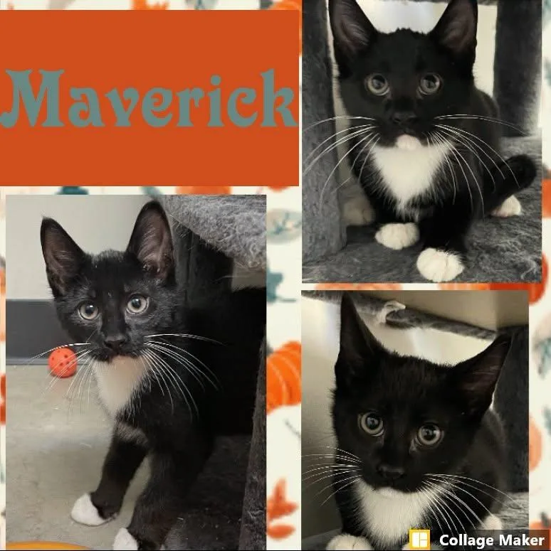 A young medium-sized male Domestic Short Hair cat named Maverick for adoption in Clearfield, PA