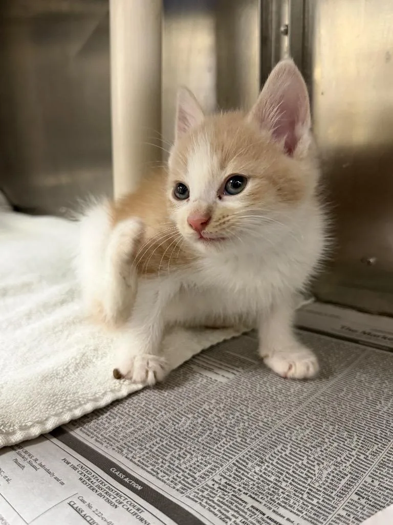 A baby large-sized male Domestic Short Hair cat named Sabi for adoption in Chickamauga , GA