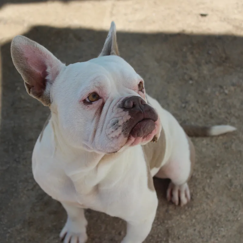 A young medium-sized female White / Cream French Bulldog dog named Rose for adoption in Yucca Valley, CA