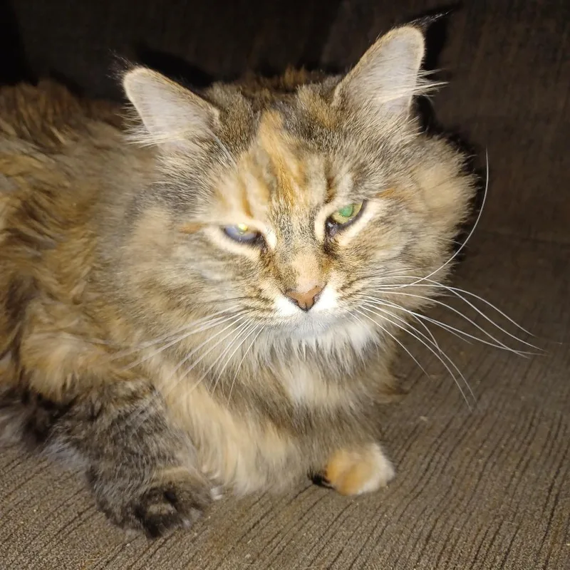 An adult small-sized female Domestic Long Hair cat named Miss Mess for adoption in Lynchburg, VA
