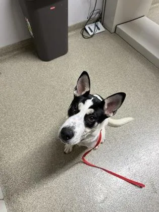 A young large-sized female Mixed Breed dog named Bella for adoption in Pequot Lakes, MN