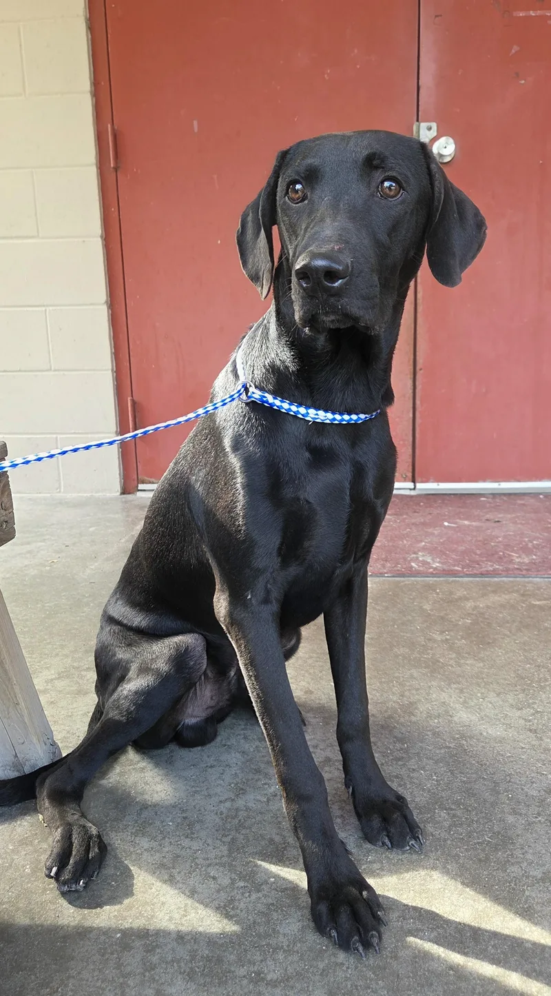 A young medium-sized male Black Pointer dog named Hunter for adoption in Parsons, KS
