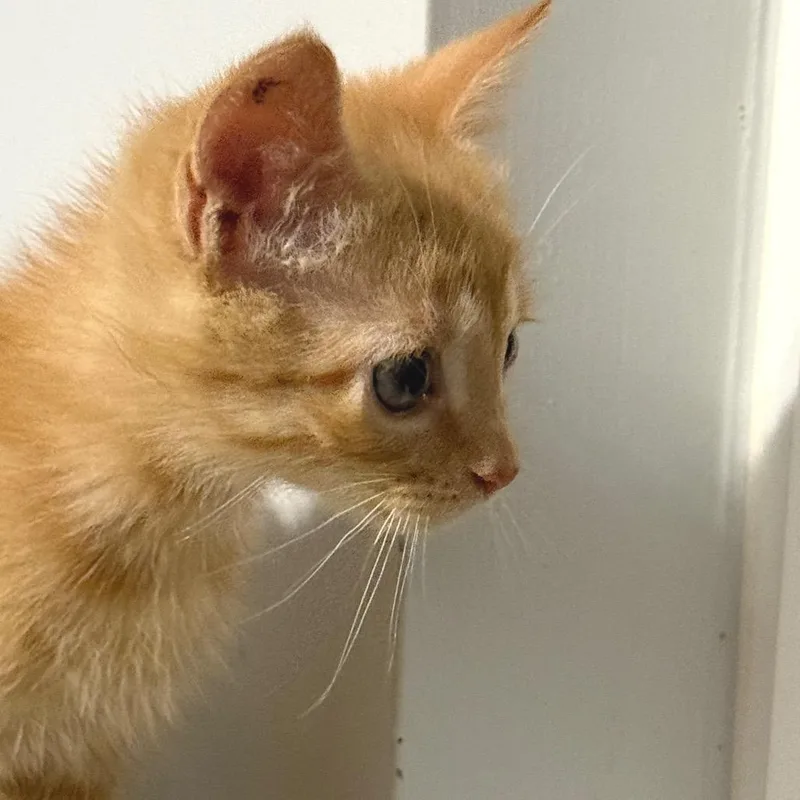 A baby small-sized male Orange / Red Domestic Short Hair cat named Cedar for adoption in Chapel Hill, NC