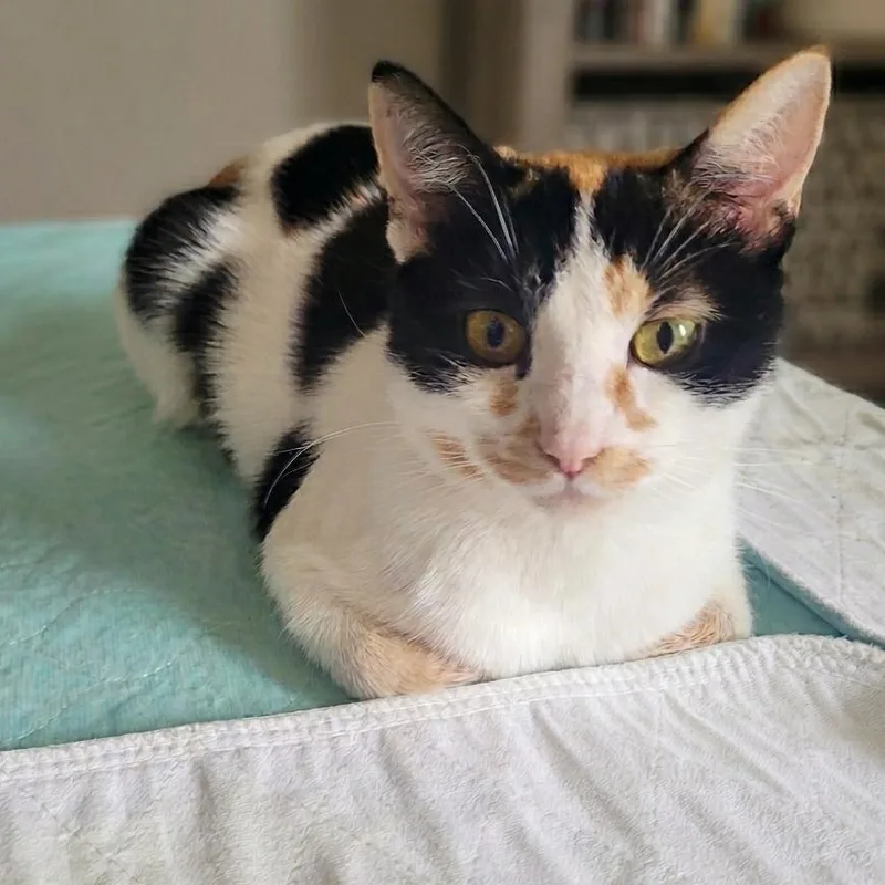 A young small-sized female Calico Domestic Short Hair cat named Mavis for adoption in Indianapolis, IN