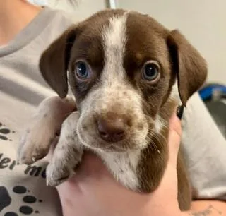 A baby medium-sized female Brown / Chocolate Australian Shepherd dog named Zoey for adoption in Winter Haven, FL