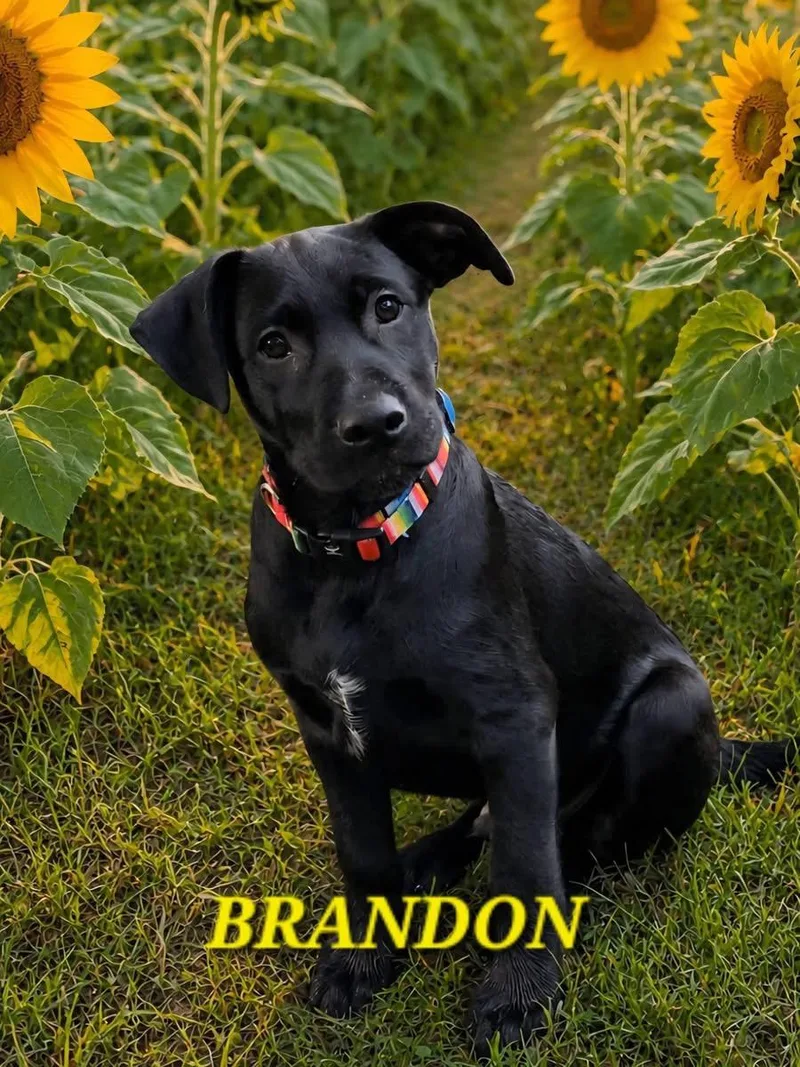 A baby large-sized male Black Labrador Retriever dog named Brandon for adoption in Schnecksville, PA