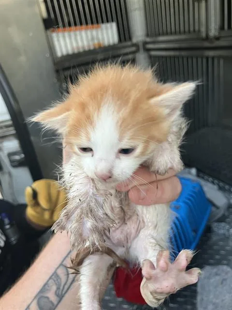 A baby medium-sized male Domestic Medium Hair cat named Blossom for adoption in Dallas, TX