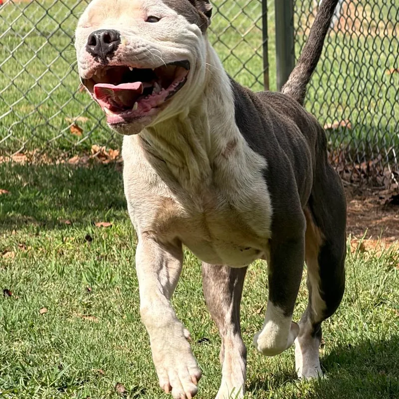 An adult medium-sized male Gray / Blue / Silver Mixed Breed dog named Ace for adoption in Greenville, SC