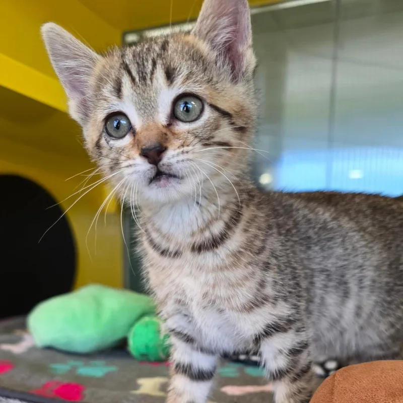 A baby small-sized female Brown / Chocolate Domestic Short Hair cat named Tulip for adoption in Abilene, TX
