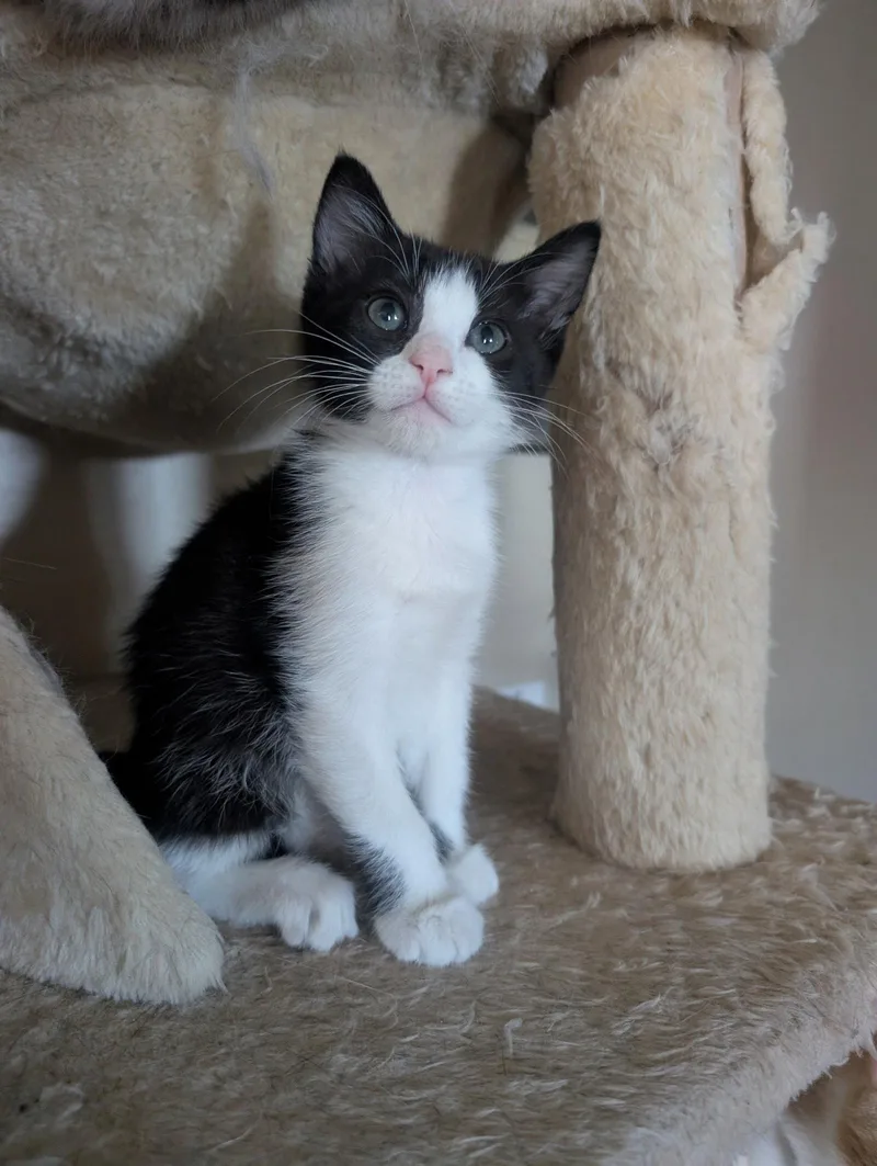 A baby medium-sized female Black & White / Tuxedo Domestic Short Hair cat named Pepper for adoption in Ventura, CA