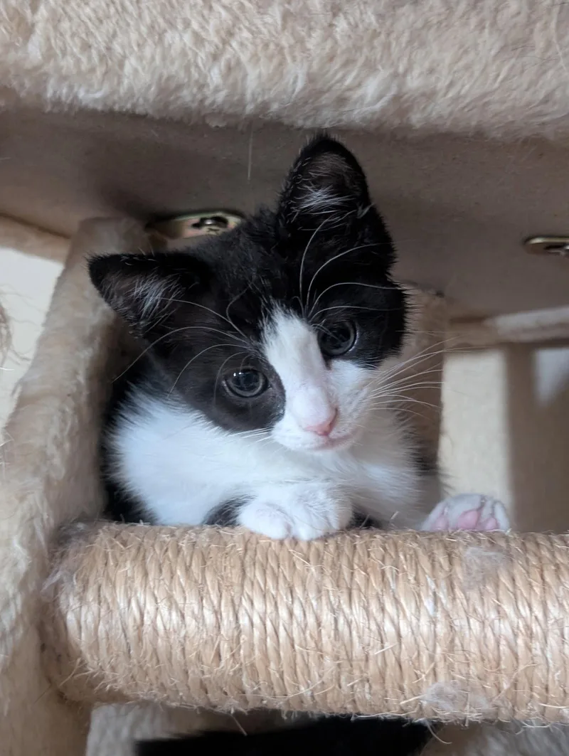 Pepper thumbnail 2