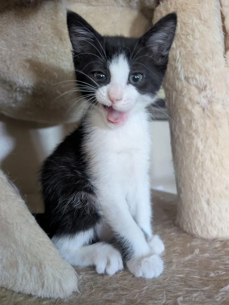 Pepper thumbnail 3