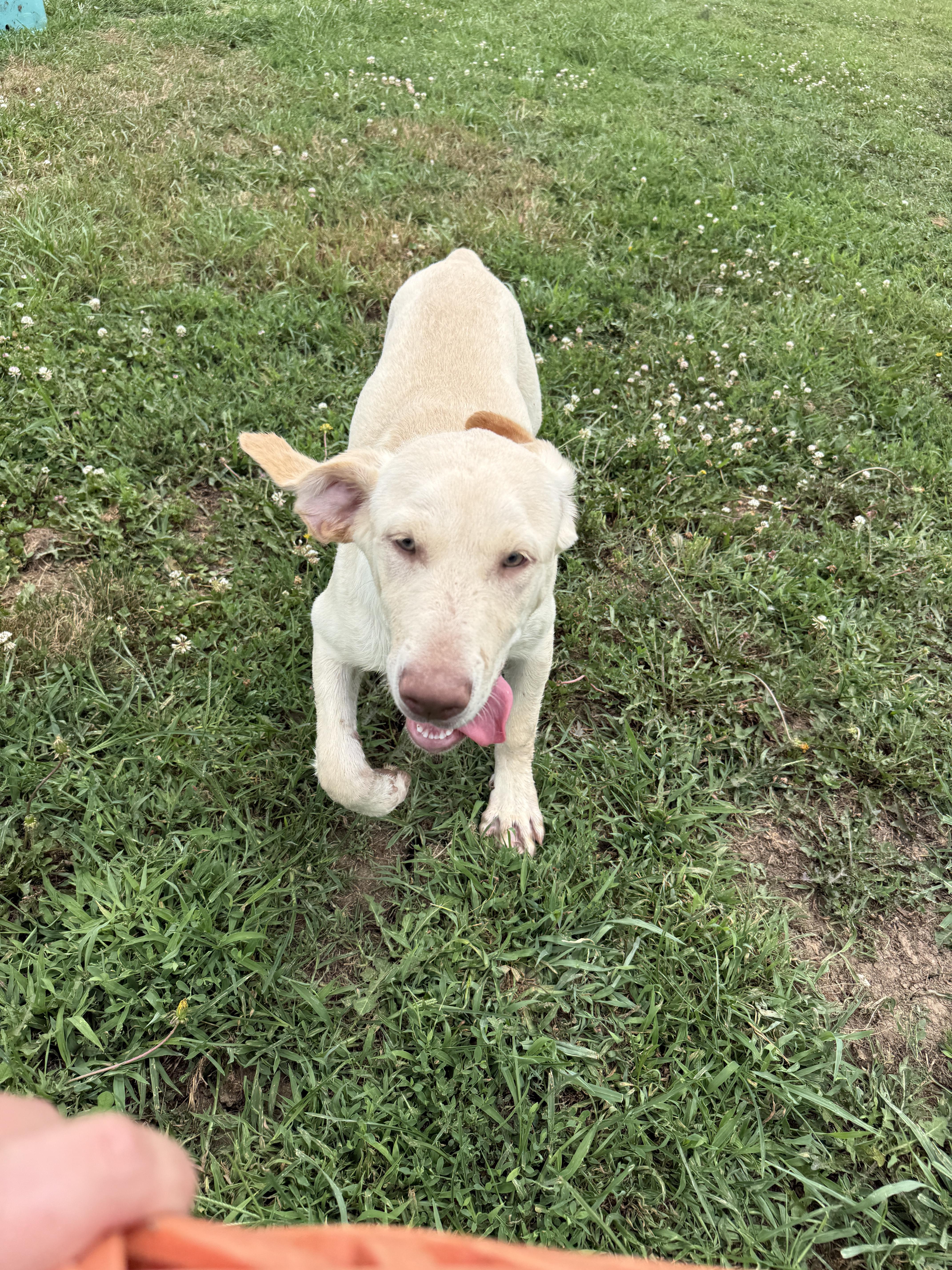 A baby large-sized male Yellow Labrador Retriever dog named Marble Muffin for adoption in Auburn, NE